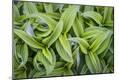Premium Photographic Print