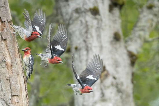 Photographic Print, , large