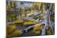 Photographic Print