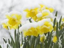 Daffodils Flowers Covered in Snow, Norfolk, UK-Gary Smith-Photographic Print