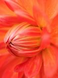 Dahlia Cultivar Abstract Close Up of Petals, UK-Gary Smith-Framed Photographic Print