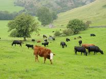 Domestic Cattle on Grazing Meadows, Peak District Np, Derbyshire, UK-Gary Smith-Photographic Print