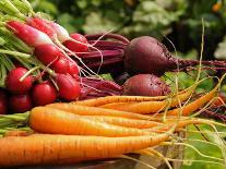 Freshly Harvested Carrots, Beetroot and Radishes from a Summer Garden, Norfolk, July-Gary Smith-Photographic Print