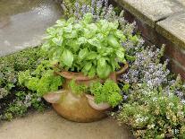 Herb Garden with Terracotta Pot with Sweet Basil, Curled Parsley and Creeping Thyme, Norfolk, UK-Gary Smith-Photographic Print