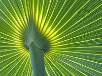 Palm Frond-Gary W. Carter-Photographic Print