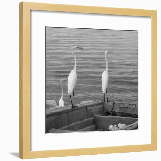 Garzas-3-Moises Levy-Framed Photographic Print