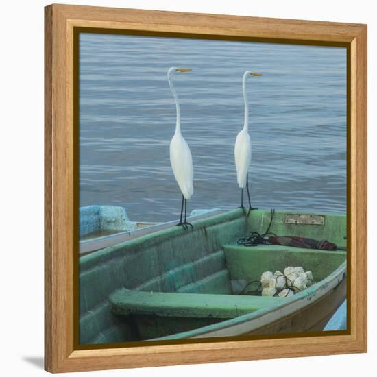 Garzas-4-2-Moises Levy-Framed Stretched Canvas