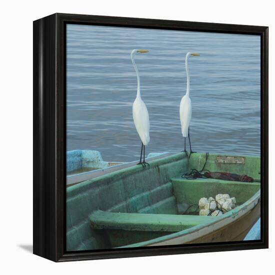 Garzas-4-2-Moises Levy-Framed Stretched Canvas