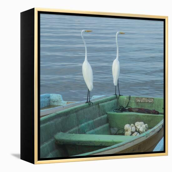 Garzas-4-2-Moises Levy-Framed Stretched Canvas