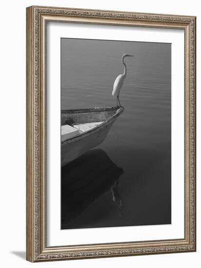 Garzas-6-Moises Levy-Framed Photographic Print