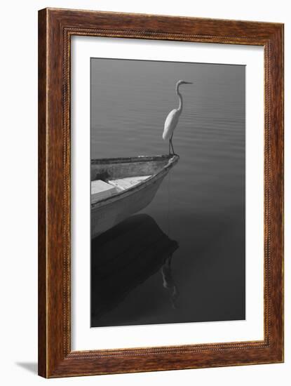 Garzas-6-Moises Levy-Framed Photographic Print