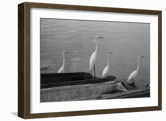 Garzas BW-8-Moises Levy-Framed Photographic Print