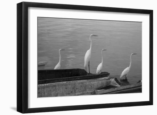 Garzas BW-8-Moises Levy-Framed Photographic Print