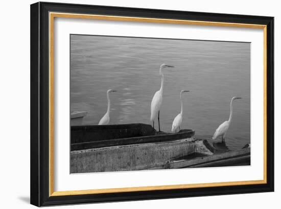 Garzas BW-8-Moises Levy-Framed Photographic Print