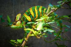 Veiled Chameleon-Gaschwald-Mounted Photographic Print