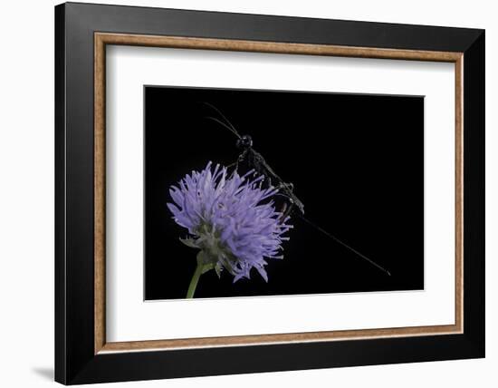 Gasteruption Jaculator (Parasitic Wasp)-Paul Starosta-Framed Photographic Print