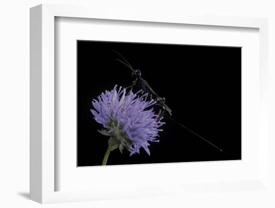 Gasteruption Jaculator (Parasitic Wasp)-Paul Starosta-Framed Photographic Print