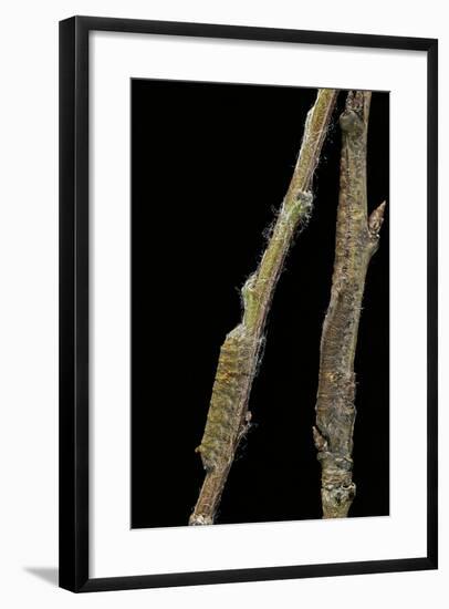 Gastropacha Quercifolia (Lappet Moth) - Caterpillars Camouflaged on Twigs-Paul Starosta-Framed Photographic Print