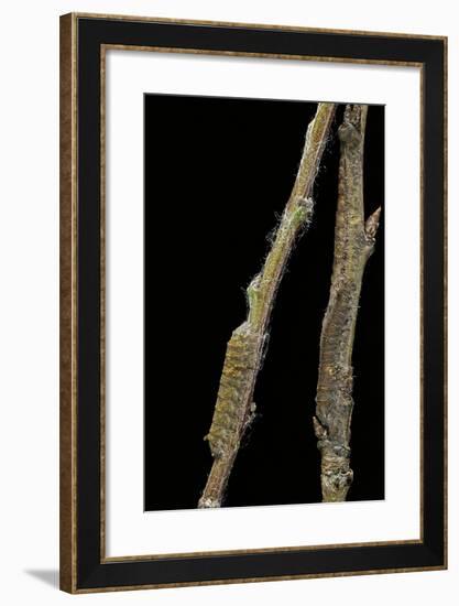 Gastropacha Quercifolia (Lappet Moth) - Caterpillars Camouflaged on Twigs-Paul Starosta-Framed Photographic Print