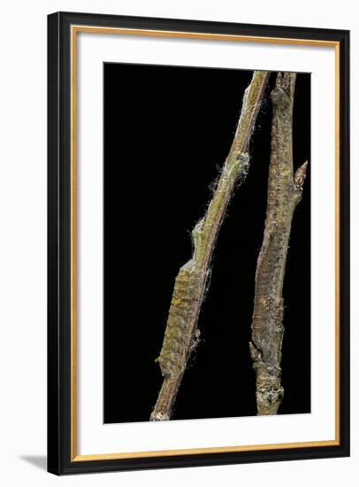 Gastropacha Quercifolia (Lappet Moth) - Caterpillars Camouflaged on Twigs-Paul Starosta-Framed Photographic Print