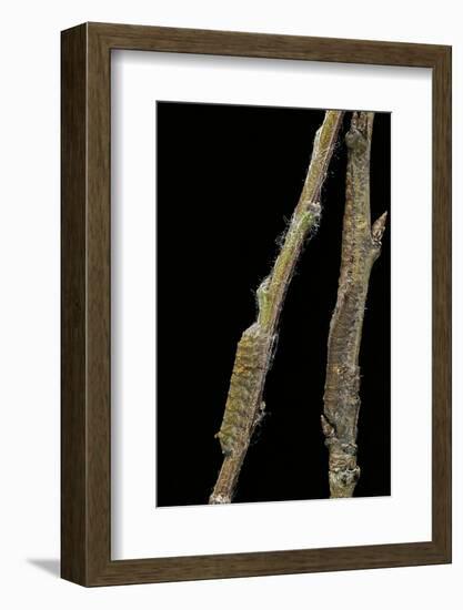 Gastropacha Quercifolia (Lappet Moth) - Caterpillars Camouflaged on Twigs-Paul Starosta-Framed Photographic Print