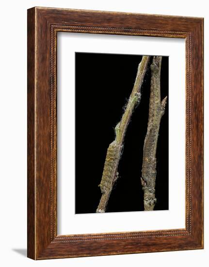 Gastropacha Quercifolia (Lappet Moth) - Caterpillars Camouflaged on Twigs-Paul Starosta-Framed Photographic Print