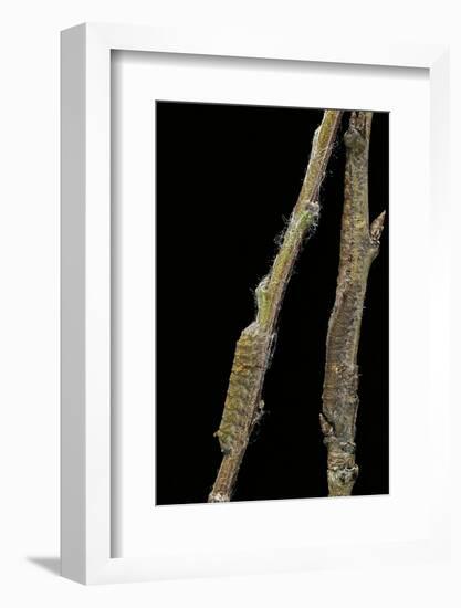 Gastropacha Quercifolia (Lappet Moth) - Caterpillars Camouflaged on Twigs-Paul Starosta-Framed Photographic Print