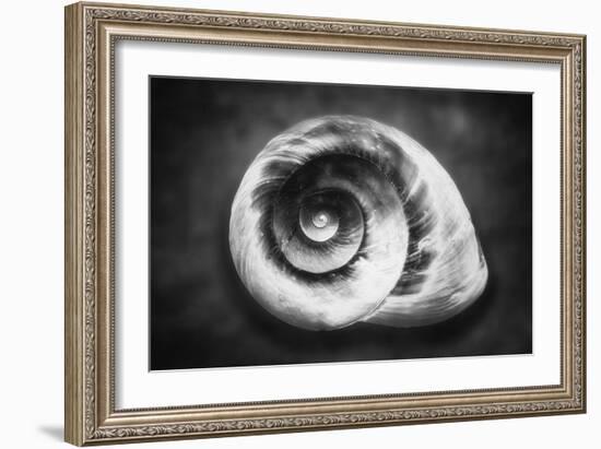 Gastropod Helix-George Oze-Framed Photographic Print