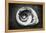 Gastropod Helix-George Oze-Framed Premier Image Canvas