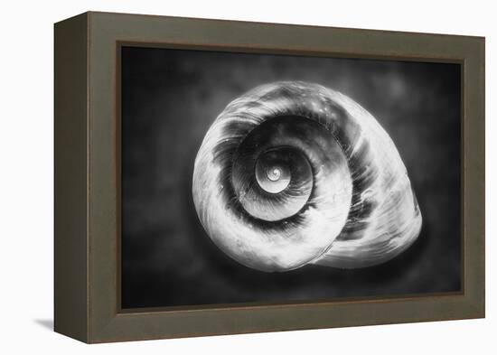 Gastropod Helix-George Oze-Framed Premier Image Canvas