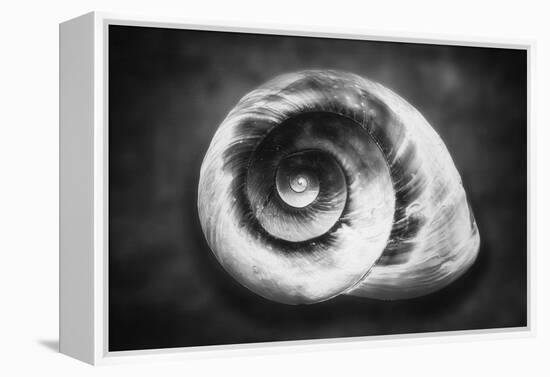 Gastropod Helix-George Oze-Framed Premier Image Canvas