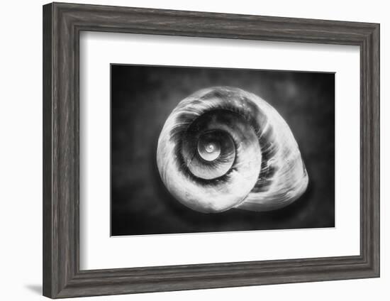 Gastropod Helix-George Oze-Framed Photographic Print