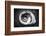 Gastropod Helix-George Oze-Framed Photographic Print