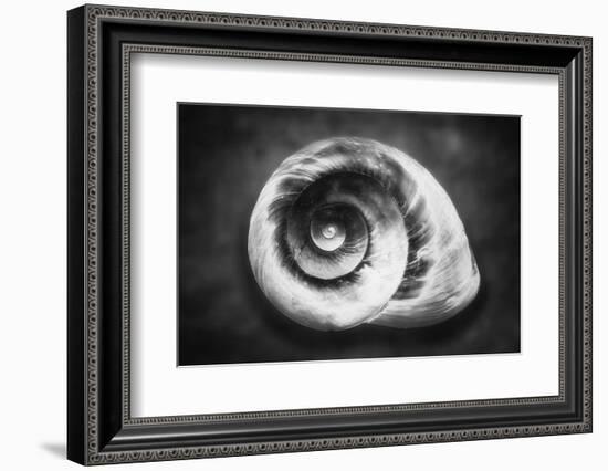 Gastropod Helix-George Oze-Framed Photographic Print