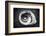 Gastropod Helix-George Oze-Framed Photographic Print