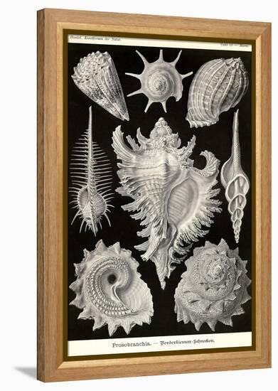 Gastropods-Ernst Haeckel-Framed Stretched Canvas