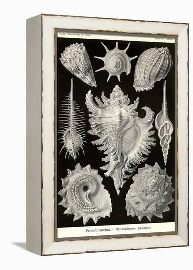 Gastropods-Ernst Haeckel-Framed Stretched Canvas