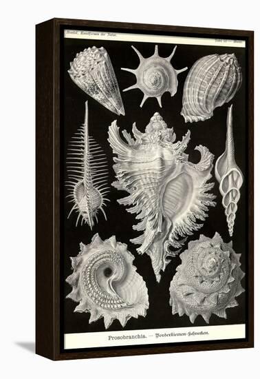 Gastropods-Ernst Haeckel-Framed Stretched Canvas