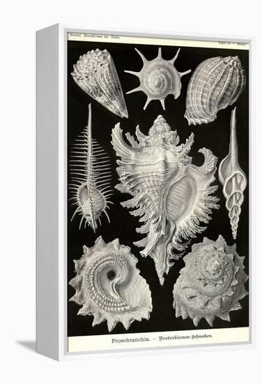 Gastropods-Ernst Haeckel-Framed Stretched Canvas