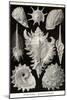 Gastropods-Ernst Haeckel-Mounted Art Print