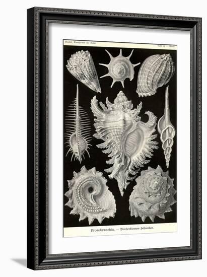 Gastropods-Ernst Haeckel-Framed Art Print