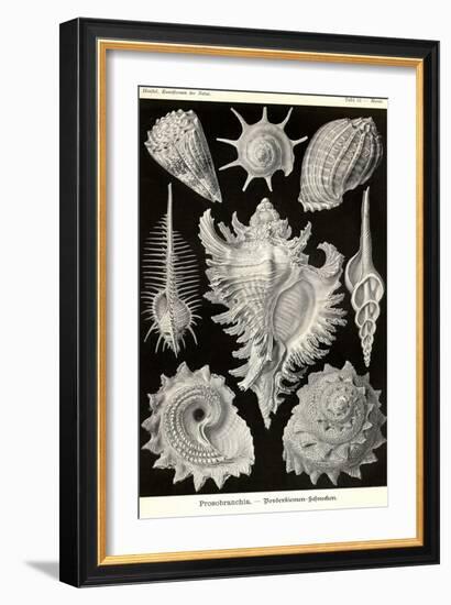 Gastropods-Ernst Haeckel-Framed Art Print