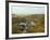 Gatehouse of Fleet in Autumn, Dumfries and Galloway, Scotland, United Kingdom, Europe-Gary Cook-Framed Photographic Print