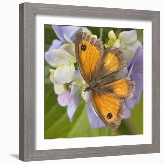 Gatekeeper Butterfly-Adrian Campfield-Framed Photographic Print