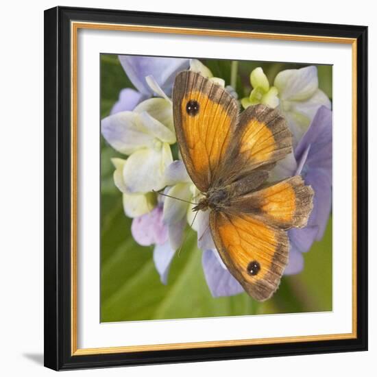 Gatekeeper Butterfly-Adrian Campfield-Framed Photographic Print