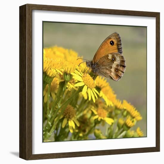 Gatekeeper Butterfly-Adrian Campfield-Framed Giclee Print