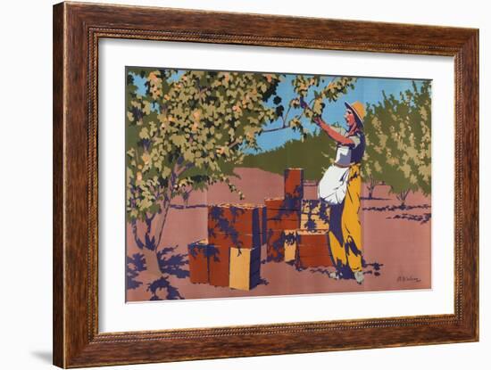 Gathering Apricots for Canning - Australia-Archibald Bertram Webb-Framed Giclee Print