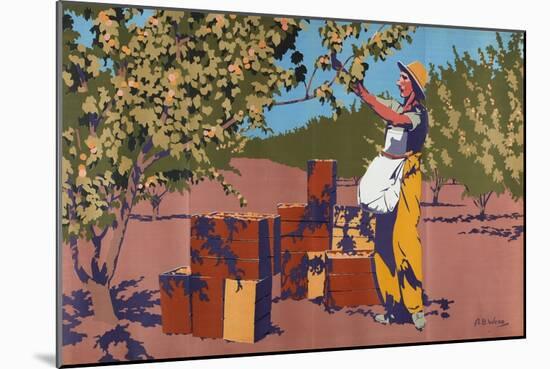 Gathering Apricots for Canning - Australia-Archibald Bertram Webb-Mounted Giclee Print