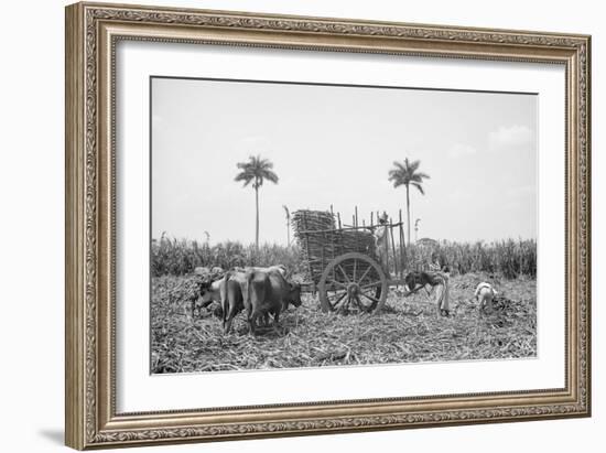 Gathering Cane on a Cuban Sugar Plantation-null-Framed Photo