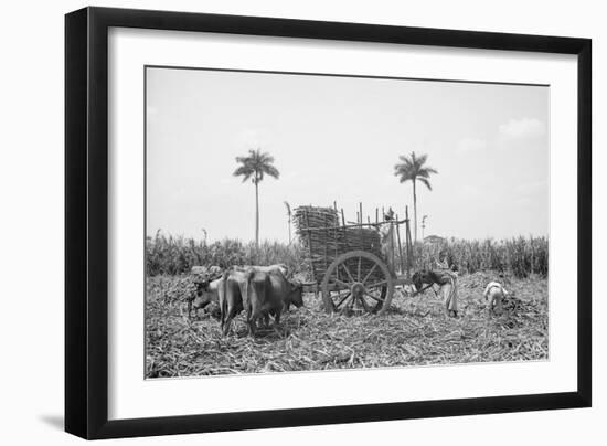 Gathering Cane on a Cuban Sugar Plantation-null-Framed Photo